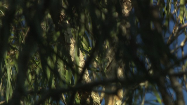Gray-crowned Babbler - ML481912