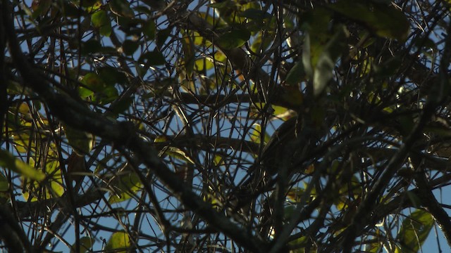 Gray-crowned Babbler - ML481913