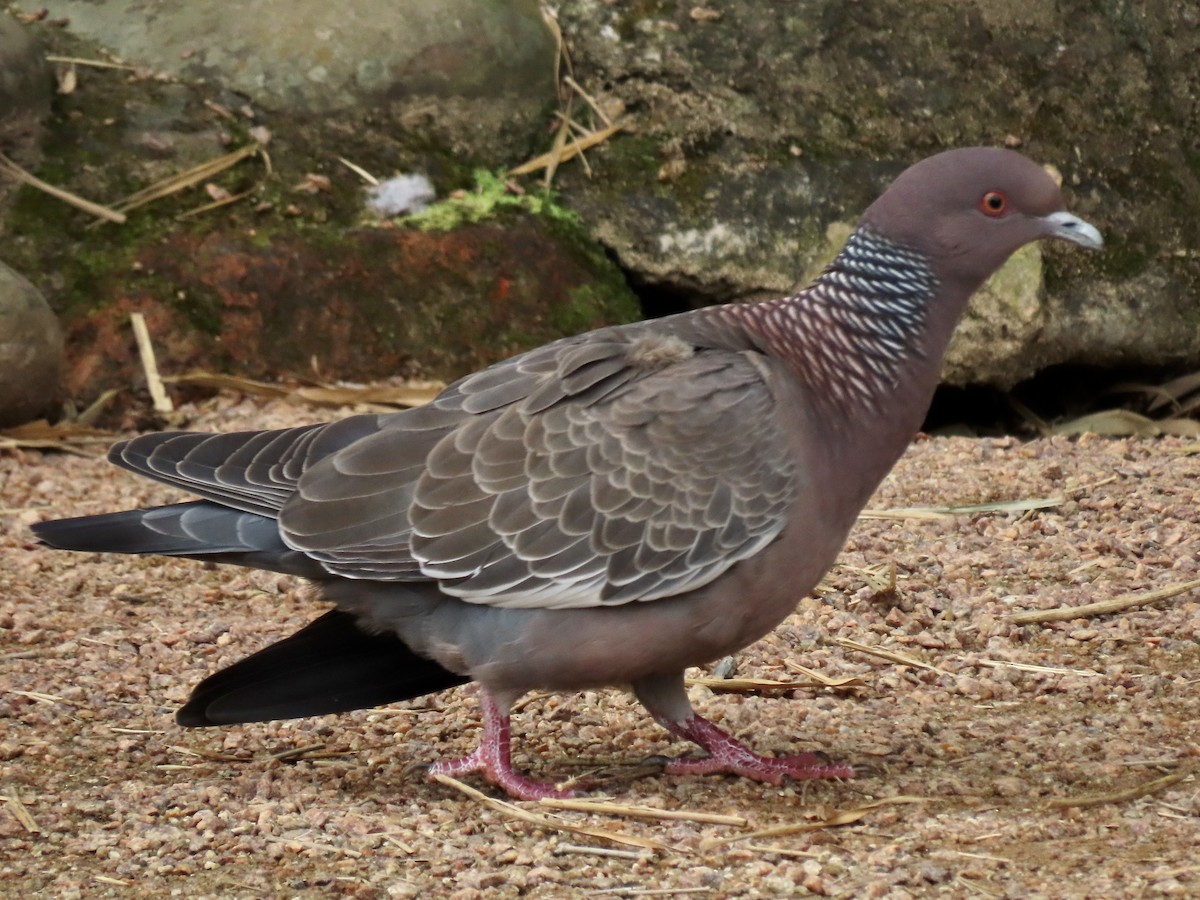 Picazuro Pigeon - Ines Vasconcelos