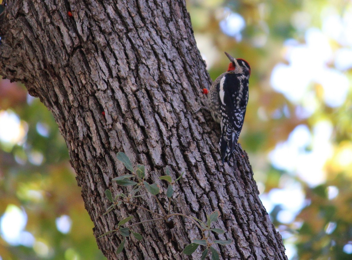 Red-naped Sapsucker - Russell Hillsley