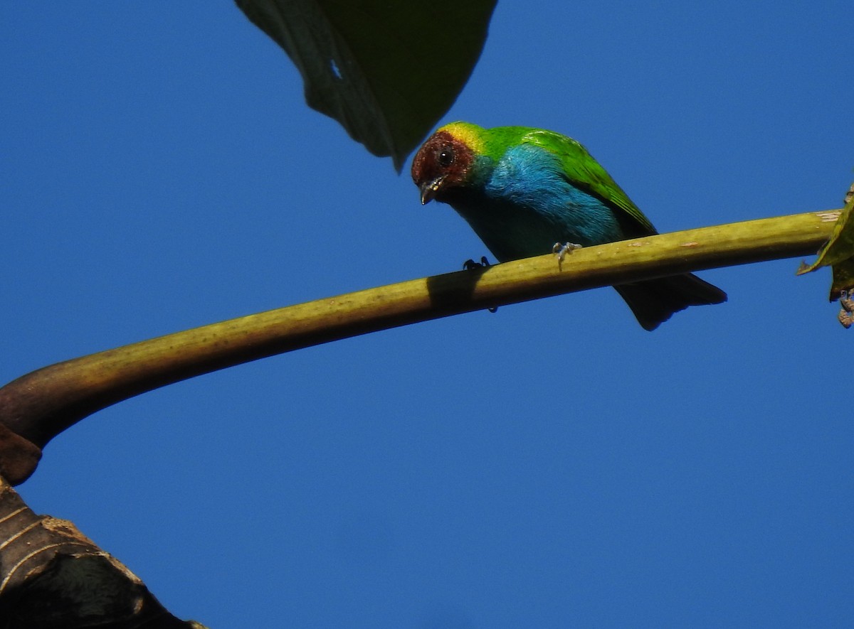Bay-headed Tanager - ML481917291