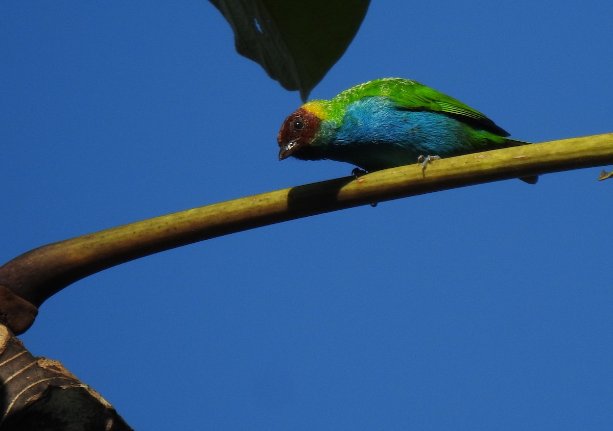 Bay-headed Tanager - ML481917301