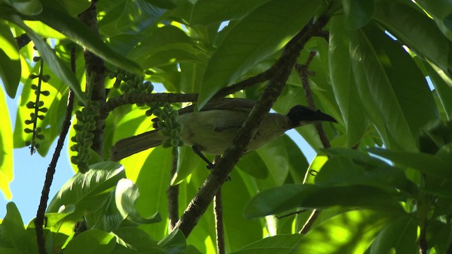 Helmeted Friarbird (Hornbill) - ML481921