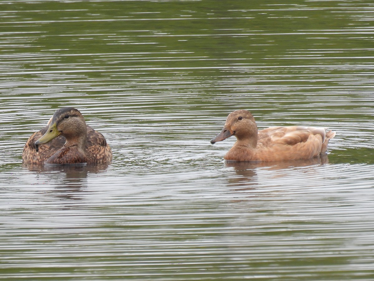 eBird Checklist - 6 Sep 2022 - Brown Park (Mary Beth Doyle Park) - 22 ...