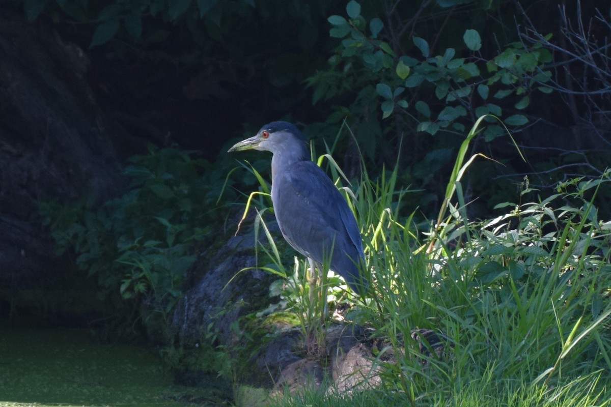 Black-crowned Night Heron - ML481921151