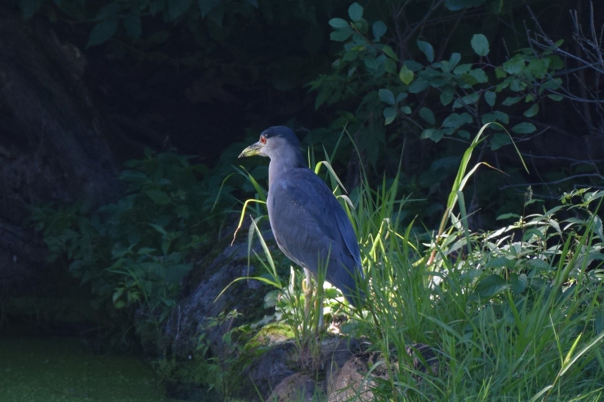 Black-crowned Night Heron - ML481921191