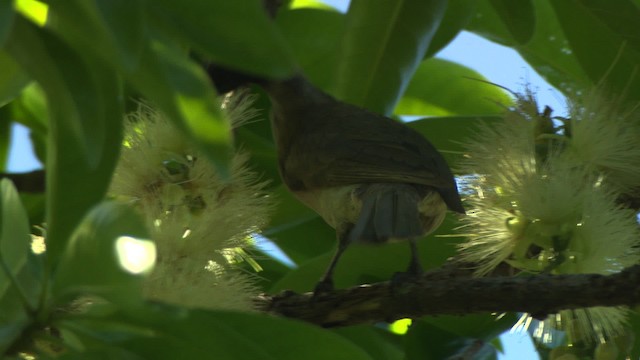 Helmeted Friarbird (Hornbill) - ML481922