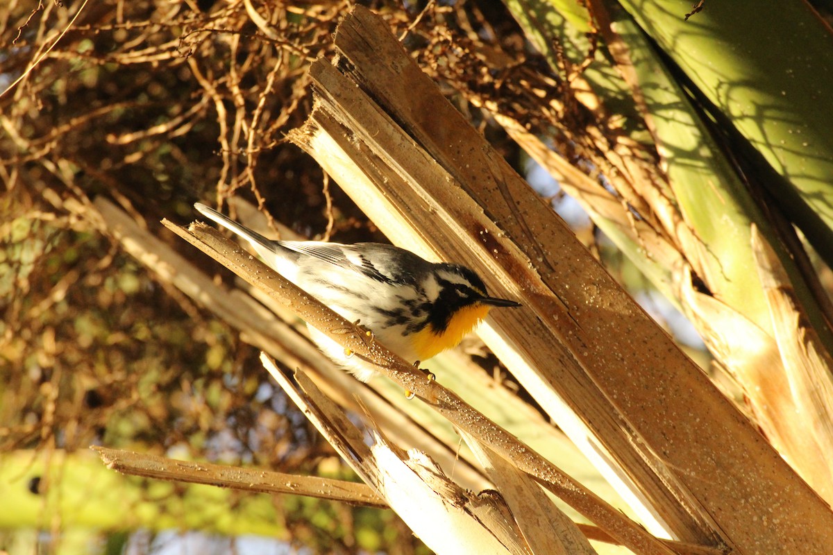 Yellow-throated Warbler - Steve Hofhine