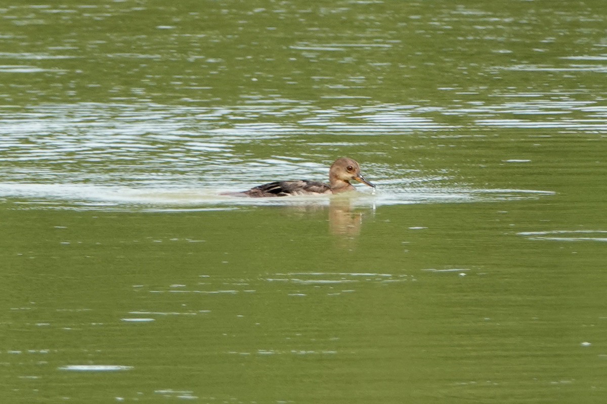 eBird Checklist - 5 Sep 2022 - Huntley Meadows Park--Observation Tower