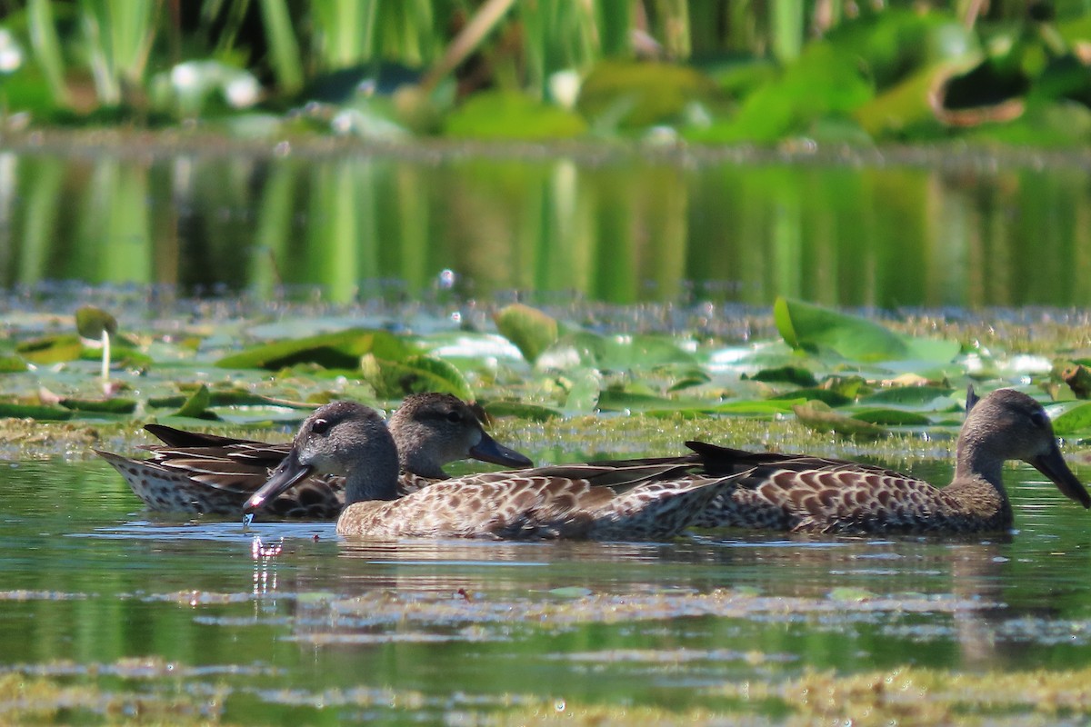 Blue-winged Teal - ML481931161