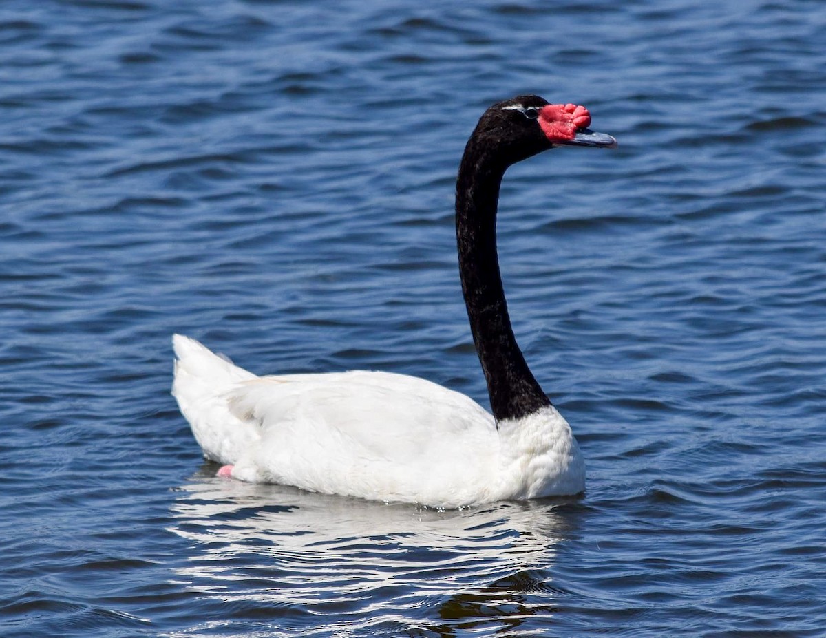 Black-necked Swan - ML481933241