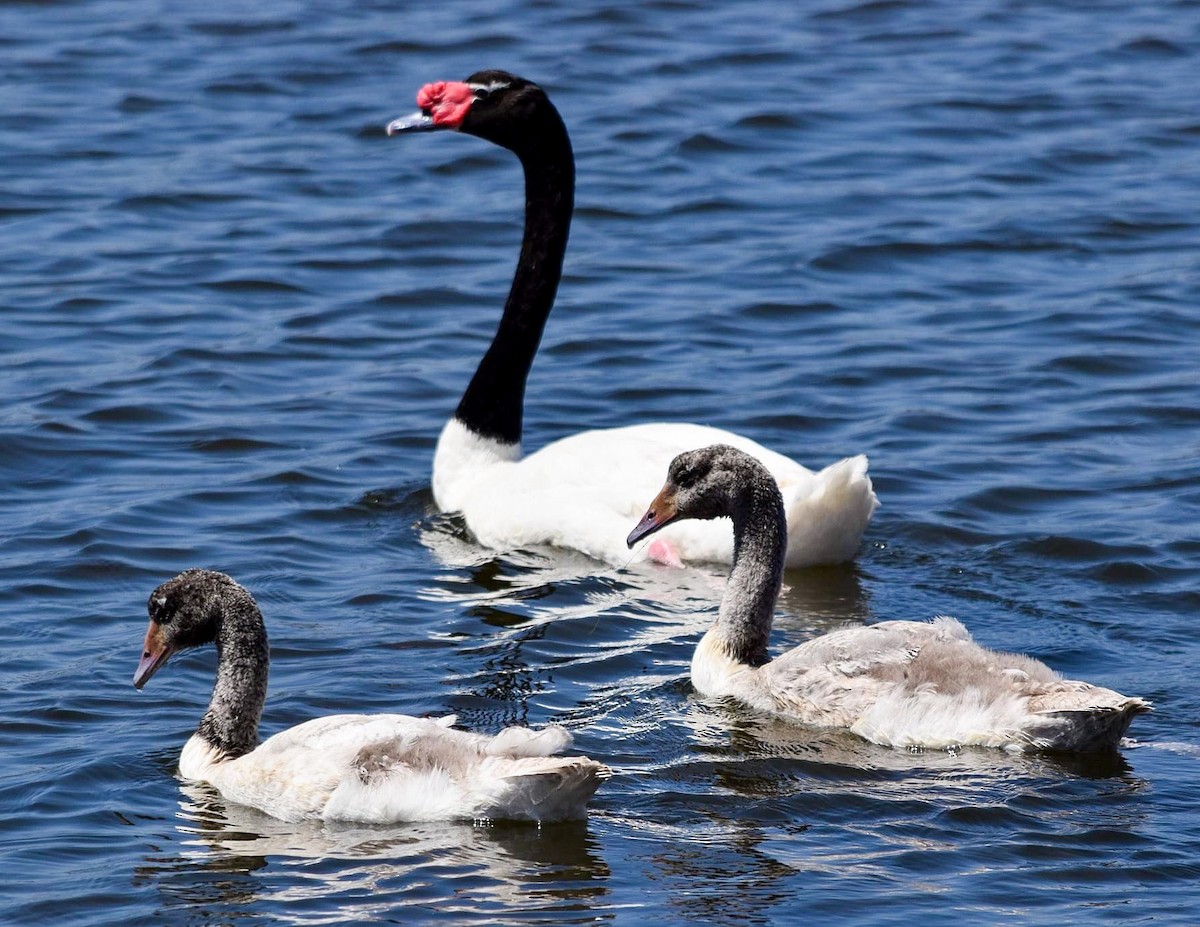 Black-necked Swan - ML481933251