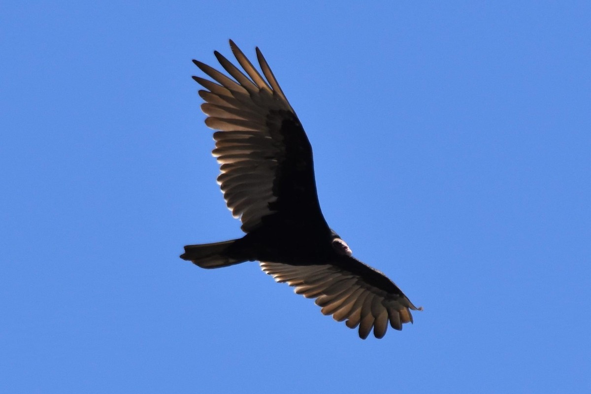 Turkey Vulture - ML481933711