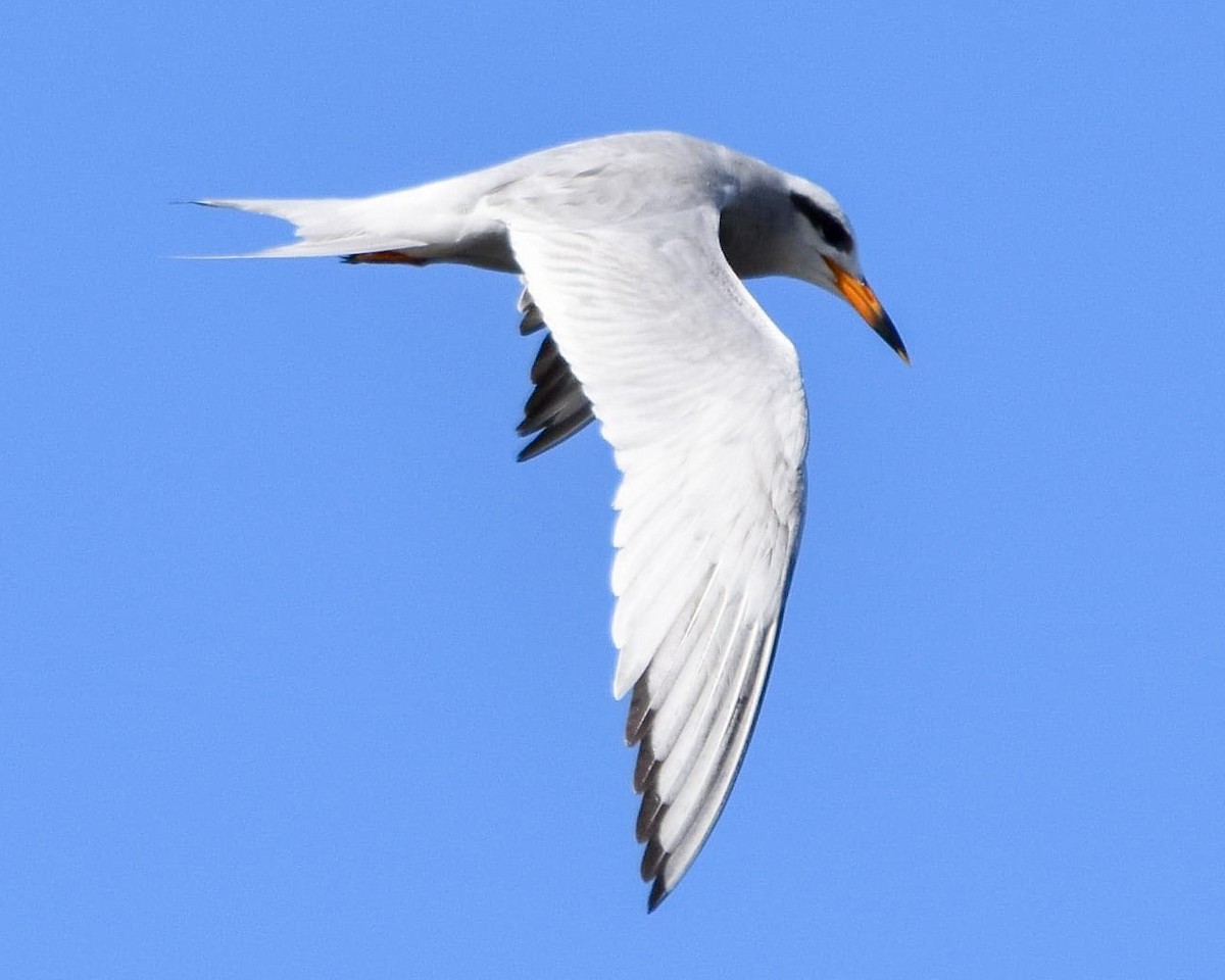 Snowy-crowned Tern - ML481933831