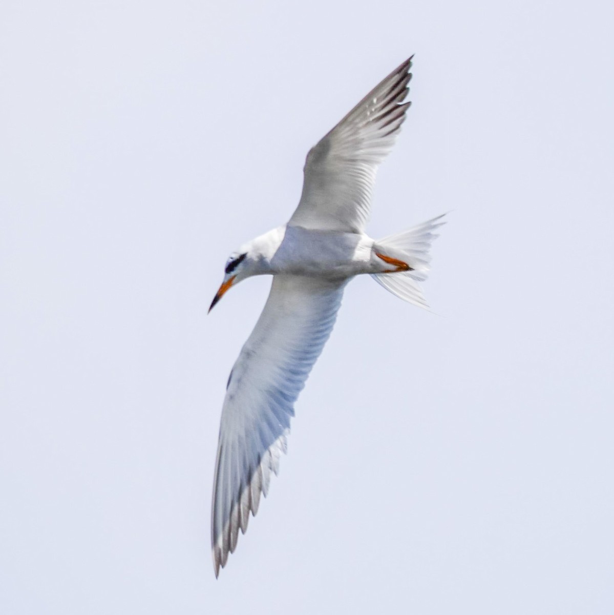 Snowy-crowned Tern - ML481933851