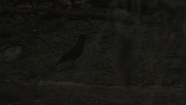 Black Butcherbird - ML481934
