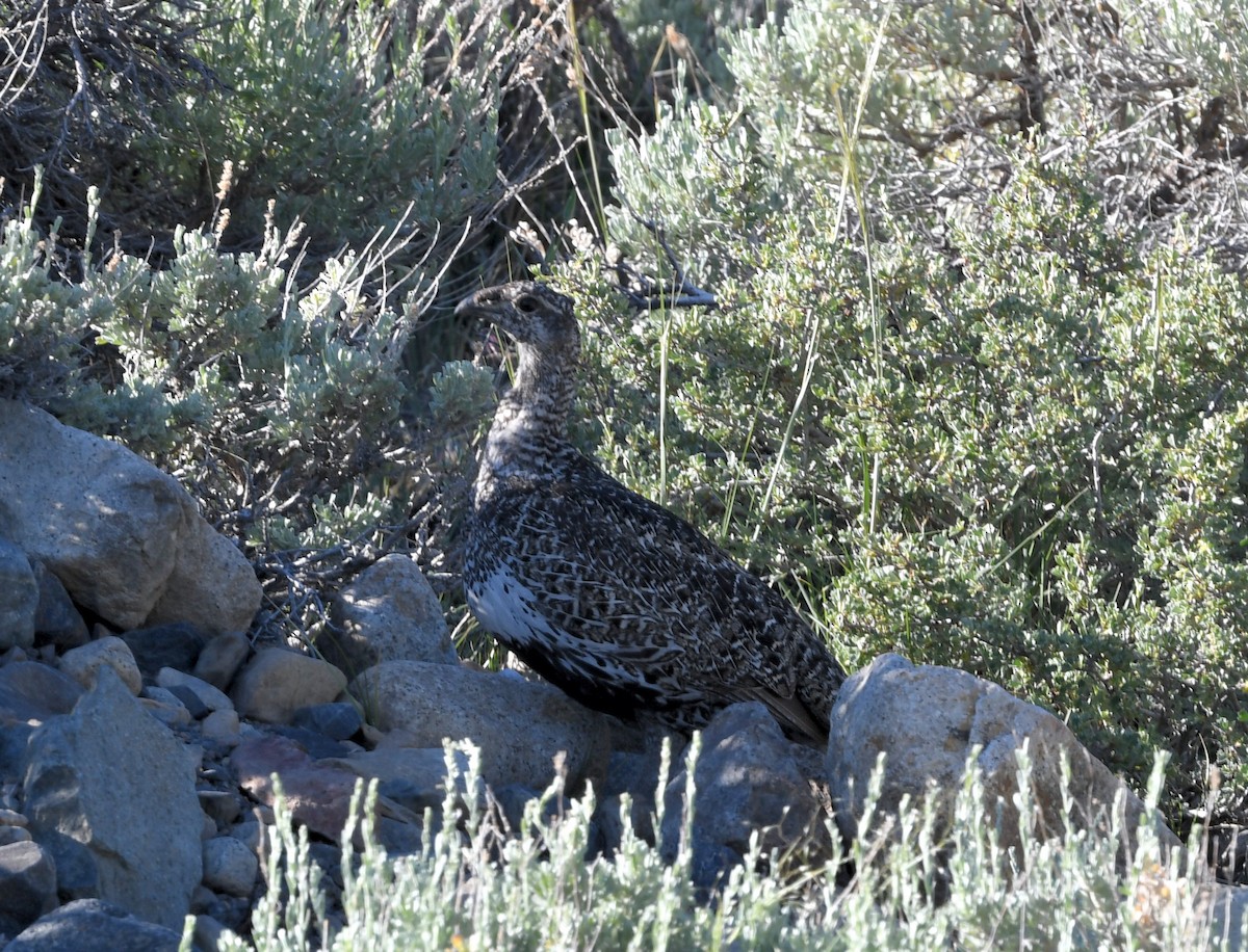 Greater Sage-Grouse - ML481934201