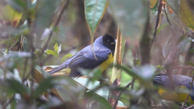 Hooded Mountain Tanager - ML481936411