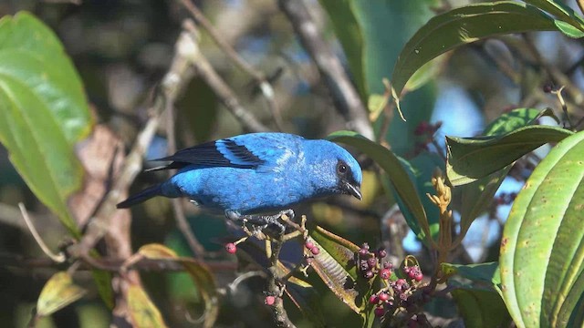Blue-and-black Tanager - ML481936781