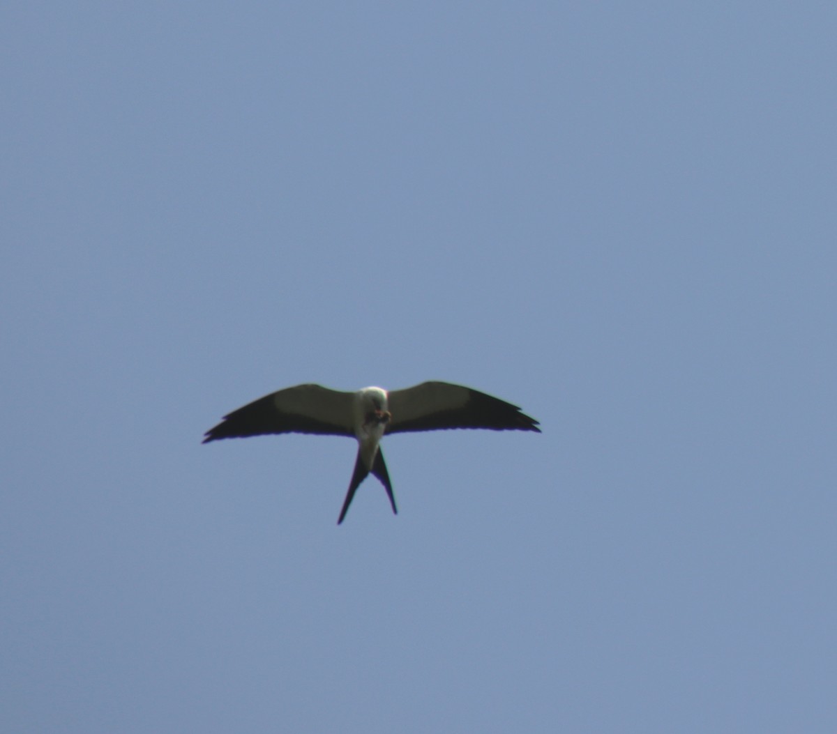 Swallow-tailed Kite - ML481938151