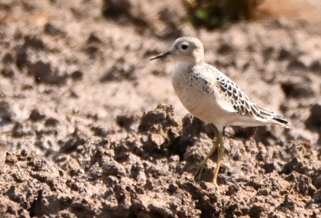 Buff-breasted Sandpiper - Herb Marshall