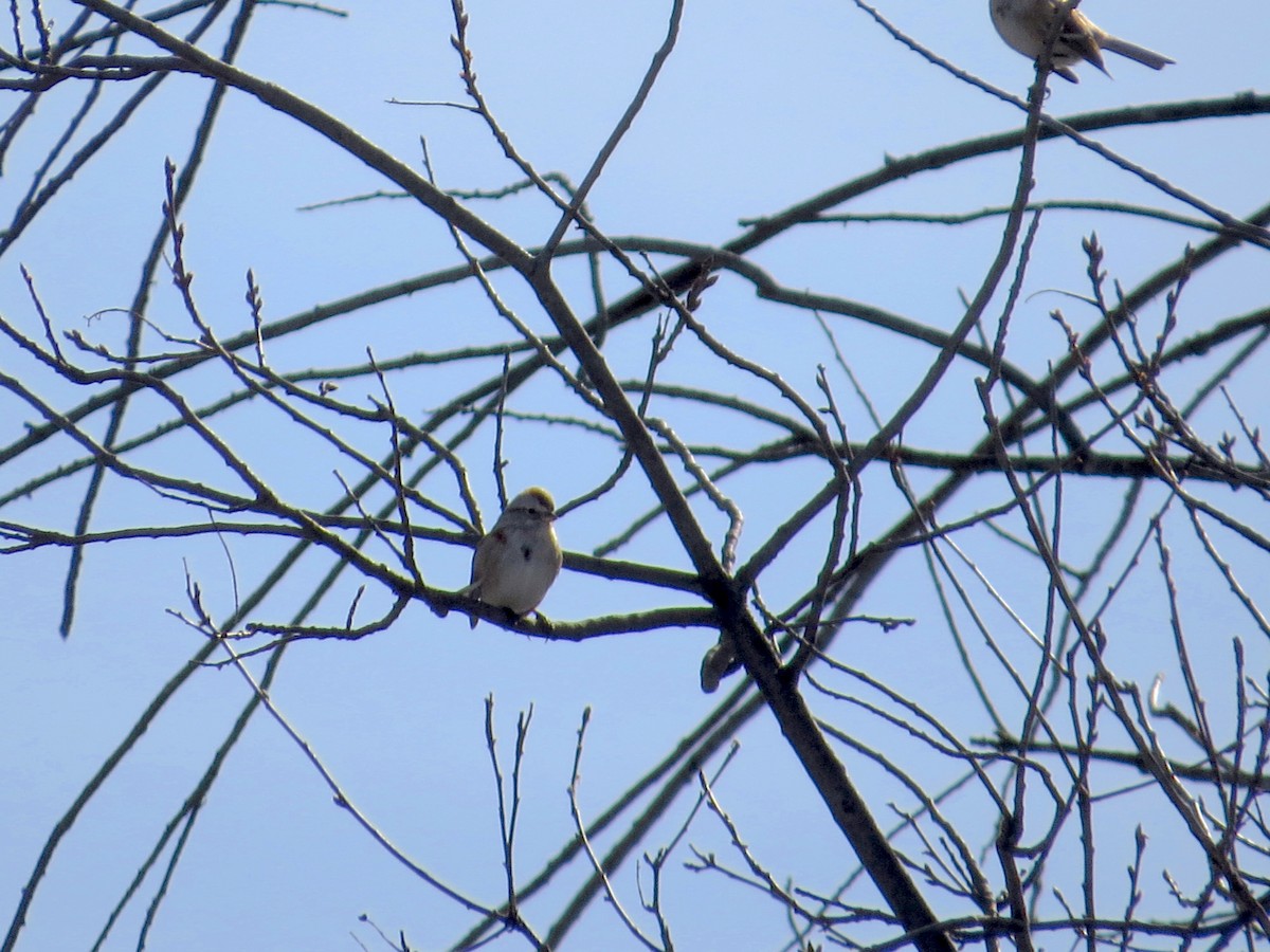 American Tree Sparrow - ML48193951