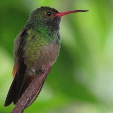 Rufous-tailed Hummingbird - ML481944941