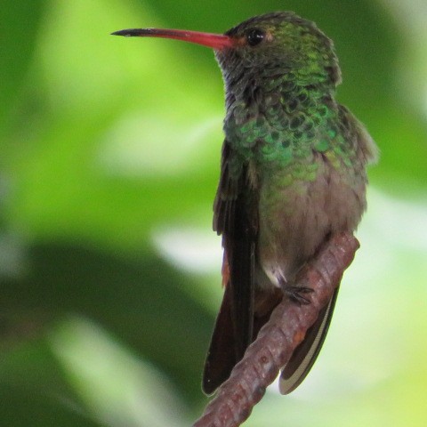 Rufous-tailed Hummingbird - ML481945081