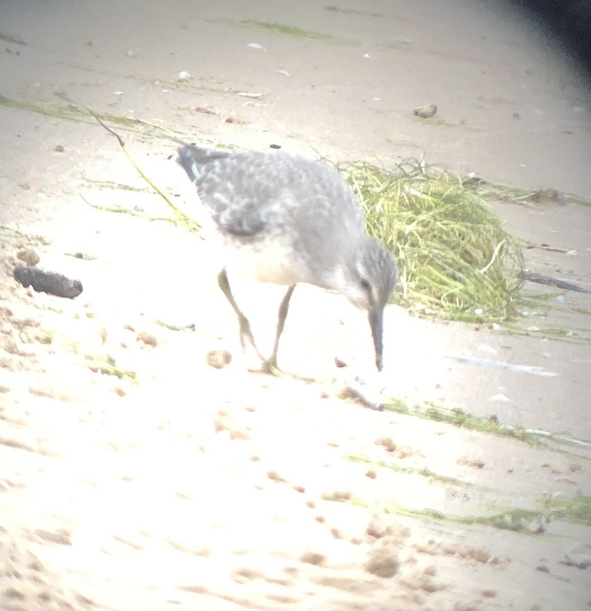 ebird-checklist-5-sep-2022-montrose-dunes-lincoln-park-chicago