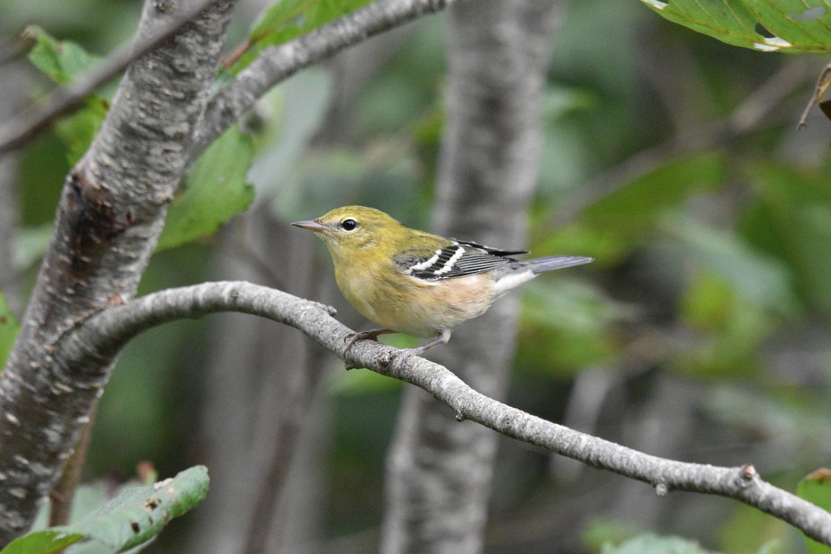 Bay-breasted Warbler - ML481953391