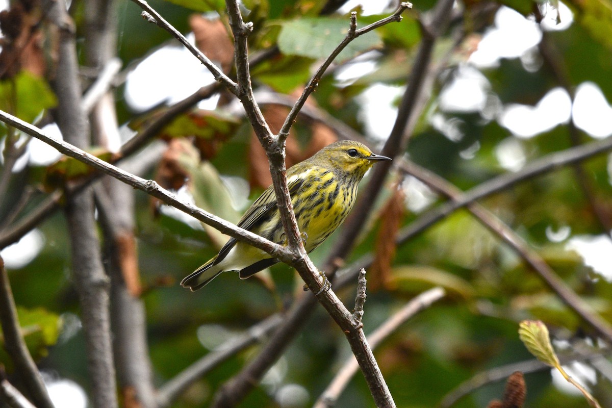 Cape May Warbler - ML481955151