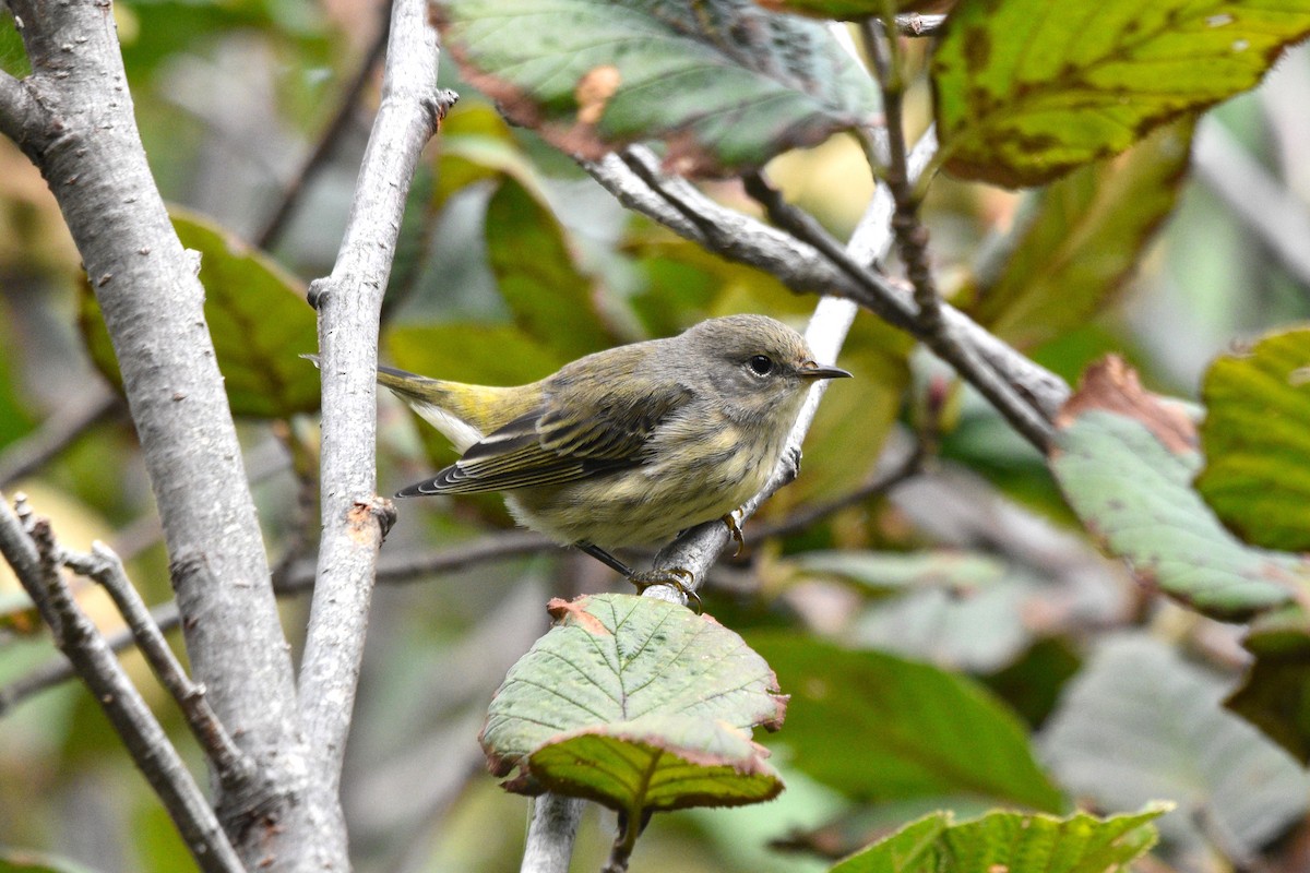 Cape May Warbler - ML481955361