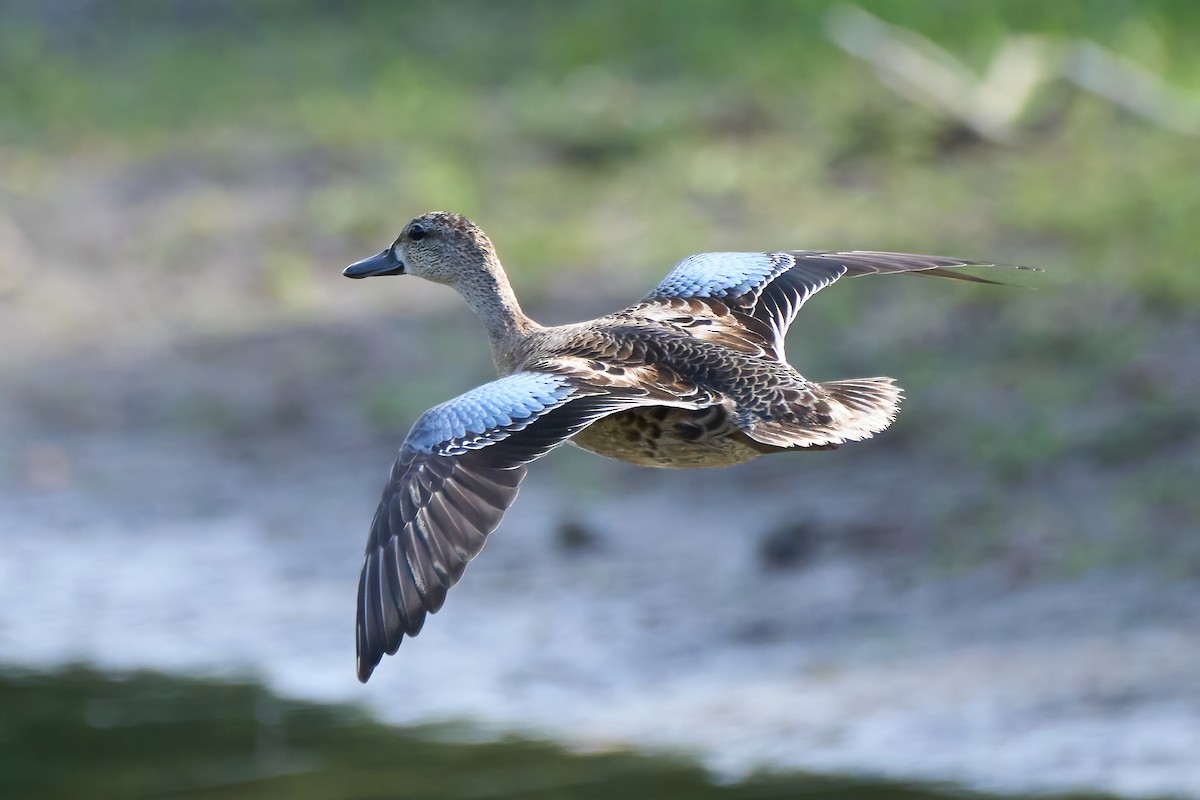 Blue-winged Teal - ML481956891