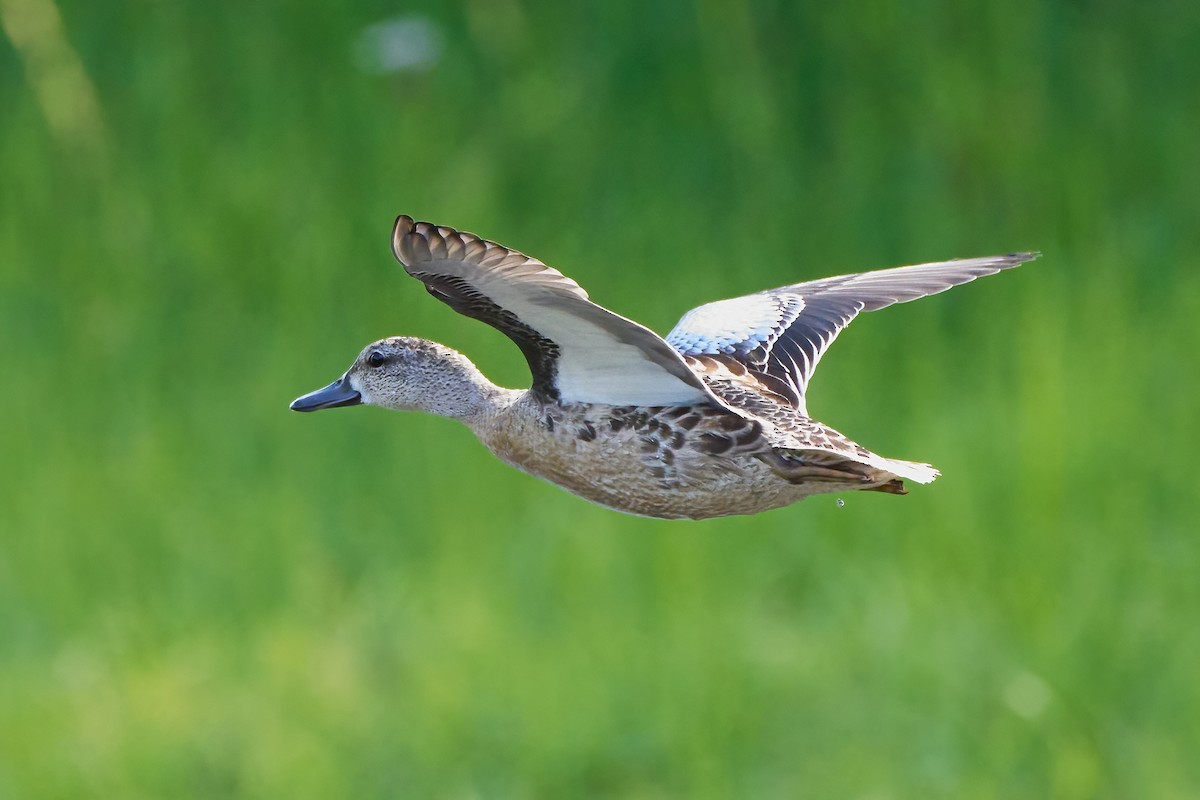 Blue-winged Teal - ML481956901