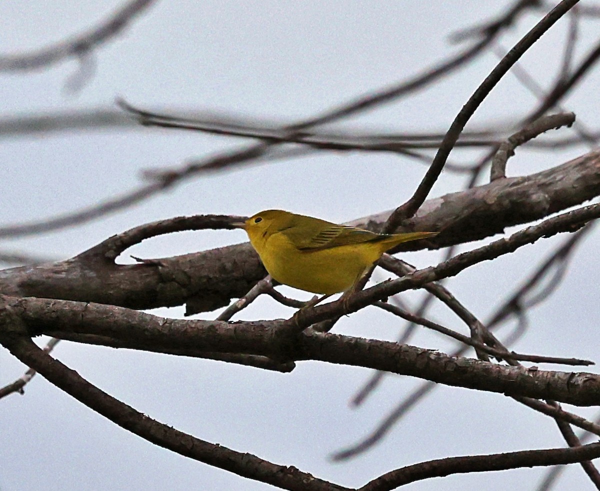 Yellow Warbler - ML481959891