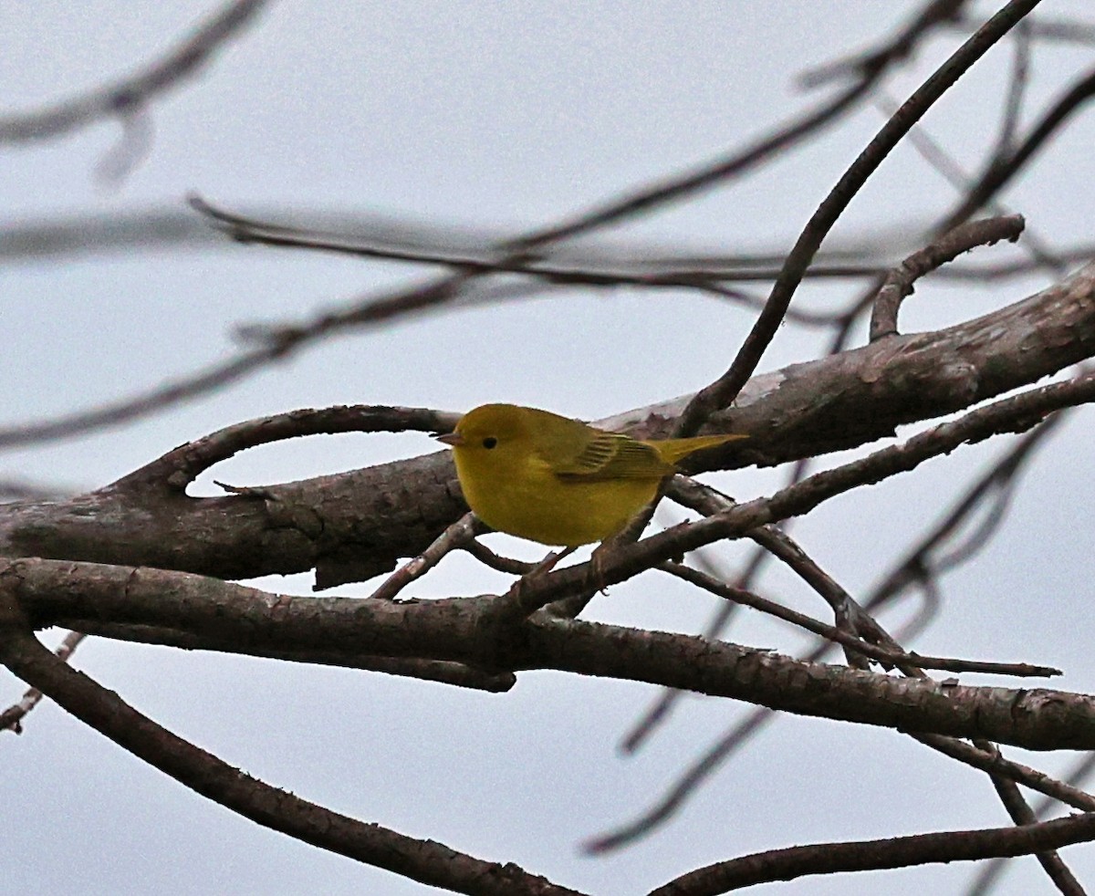 Yellow Warbler - ML481959901