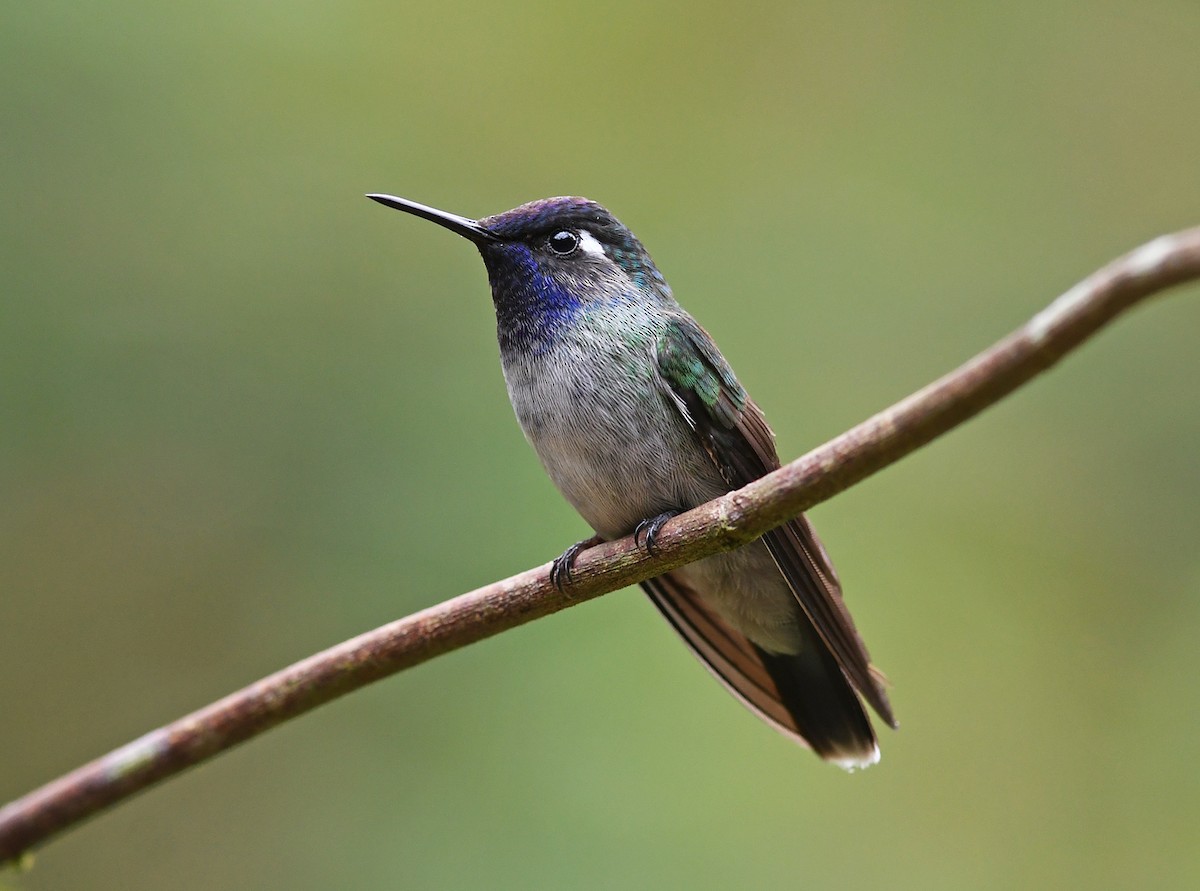 Violet-headed Hummingbird - Joshua Vandermeulen