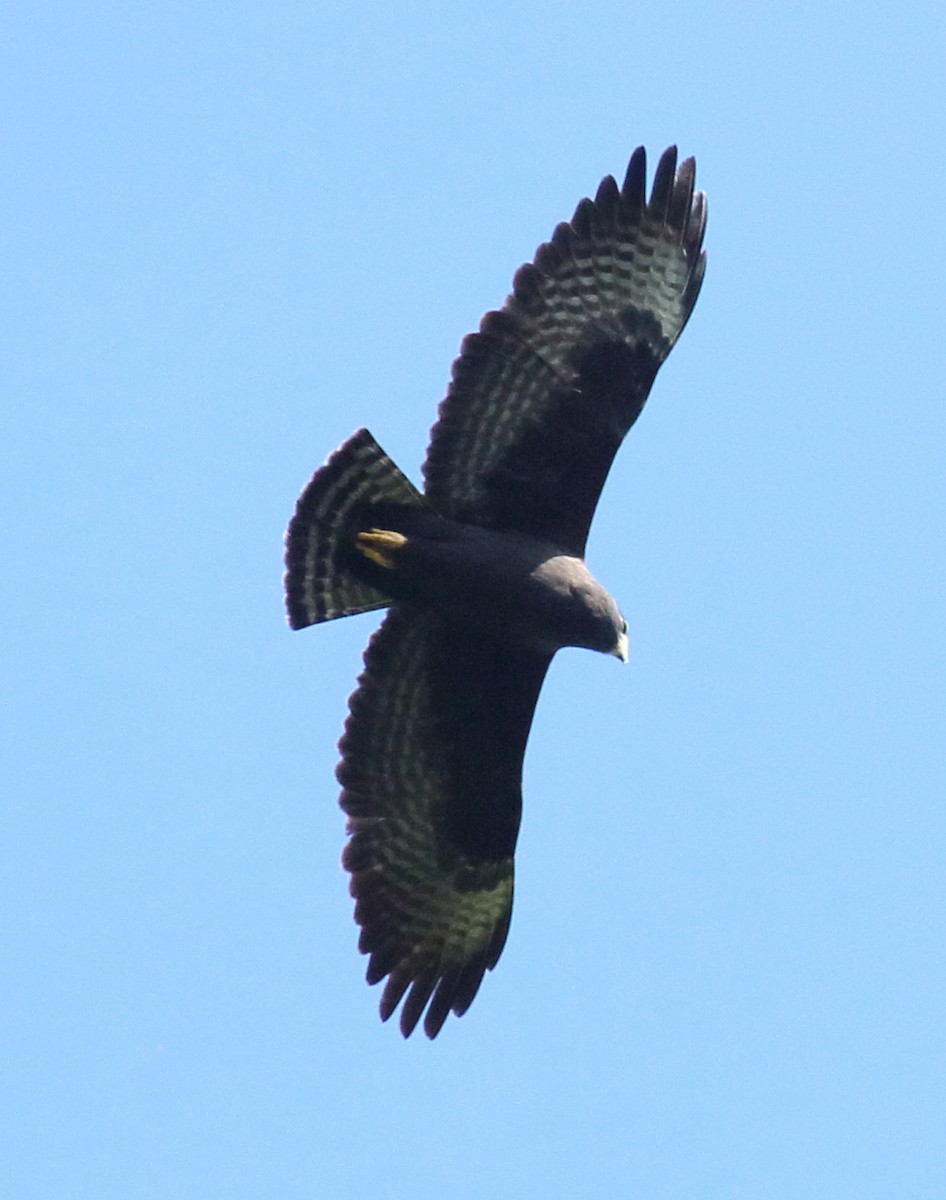 Short-tailed Hawk - Feroze Omardeen