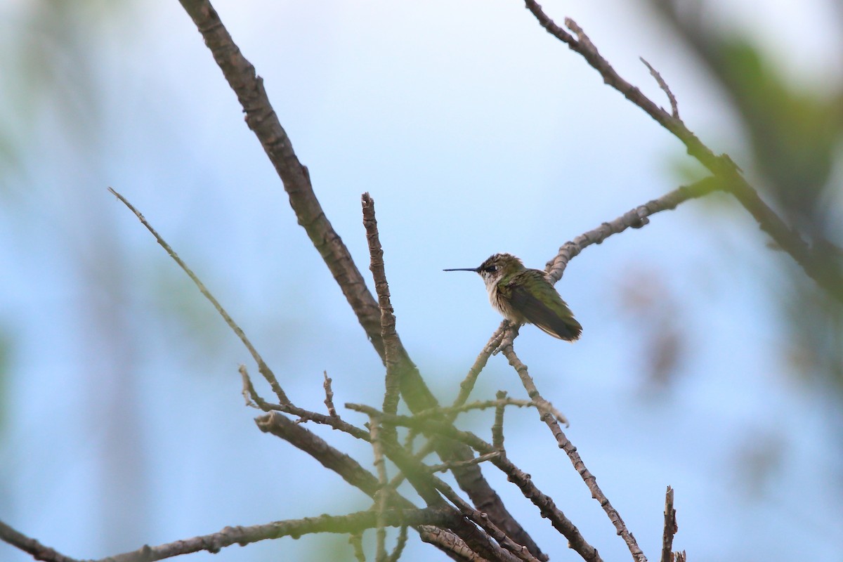 Ruby-throated Hummingbird - ML481963541