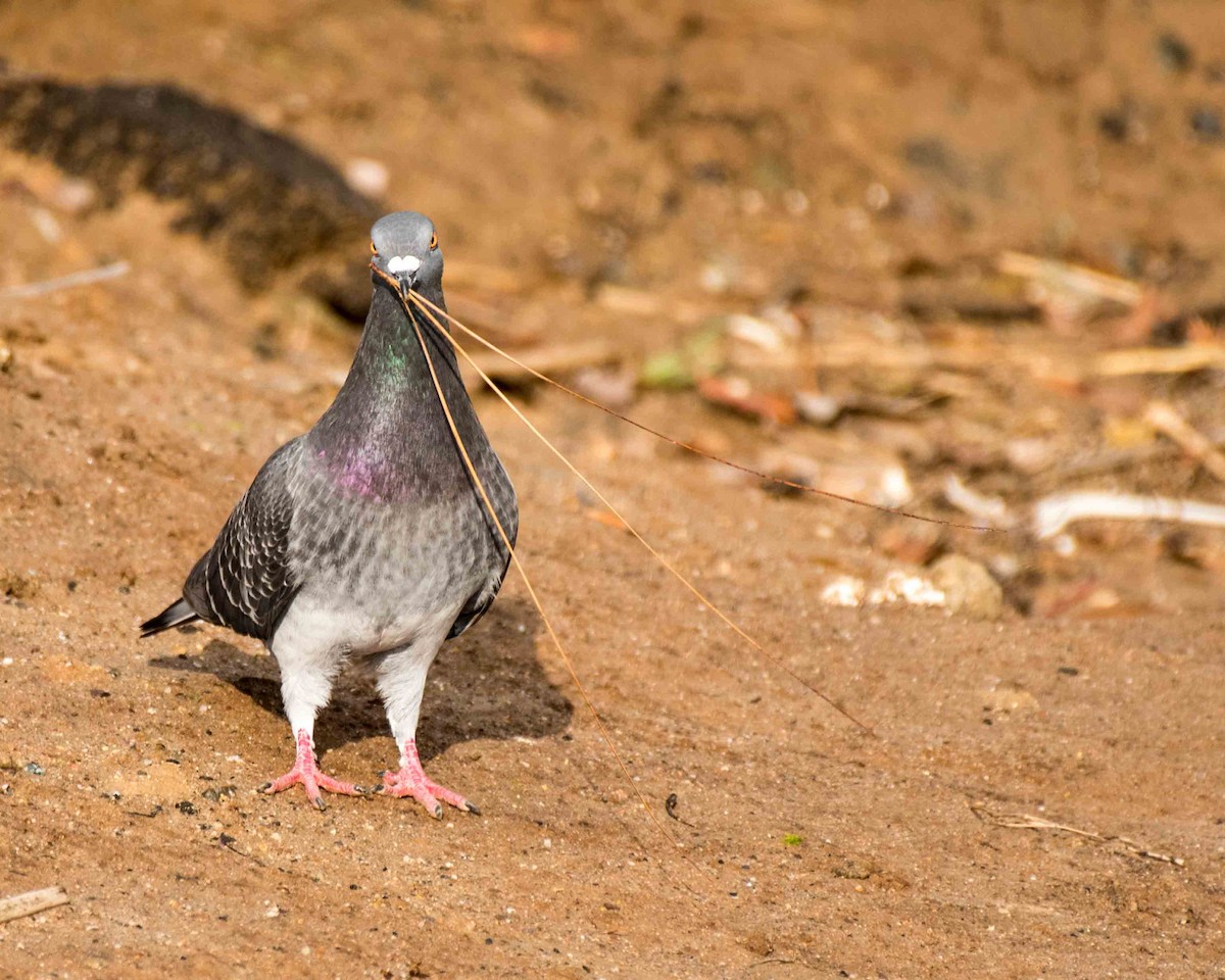Rock Pigeon (Feral Pigeon) - ML48196371