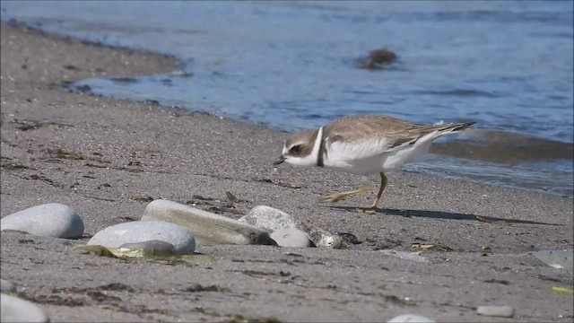 Semipalmated Plover - ML481964231
