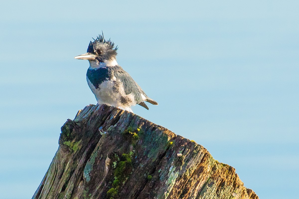 Belted Kingfisher - ML48196861