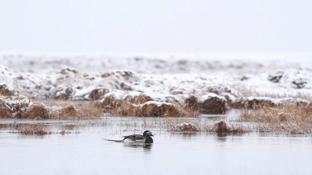 Long-tailed Duck - ML481970