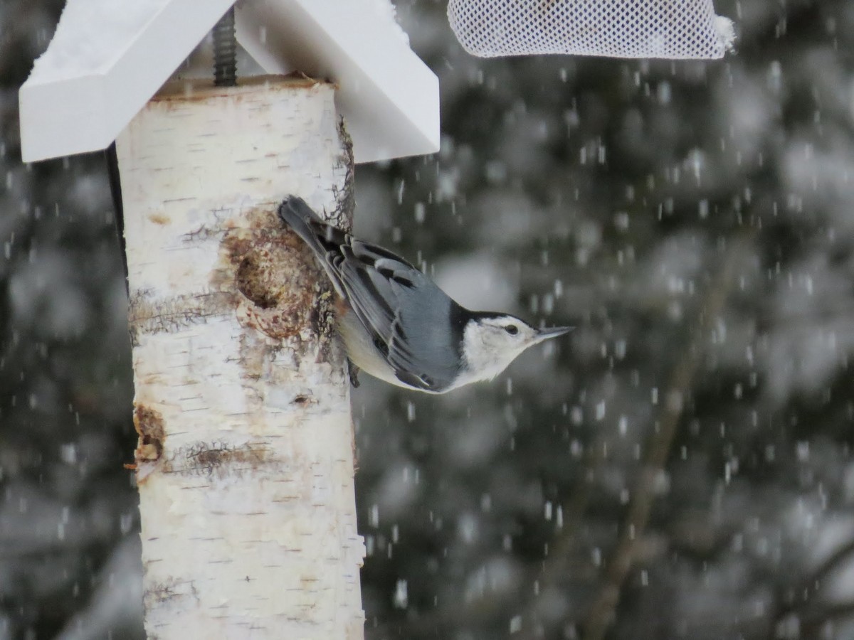 White-breasted Nuthatch - Donna  Ellis