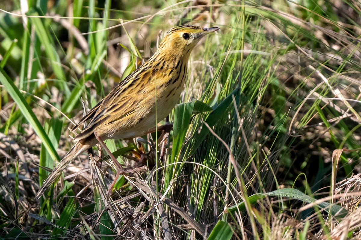 Ochre-breasted Pipit - ML481979091