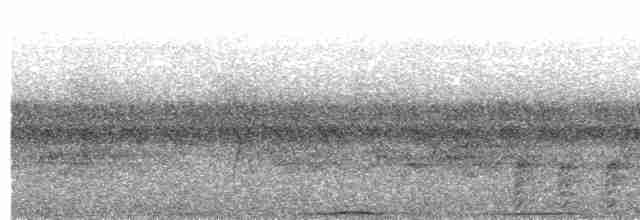 holub světlebřichý - ML481981431