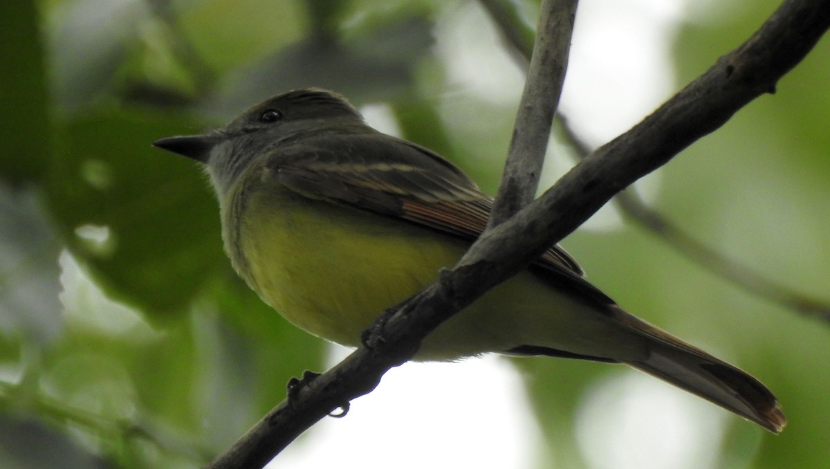 Great Crested Flycatcher - ML481982111