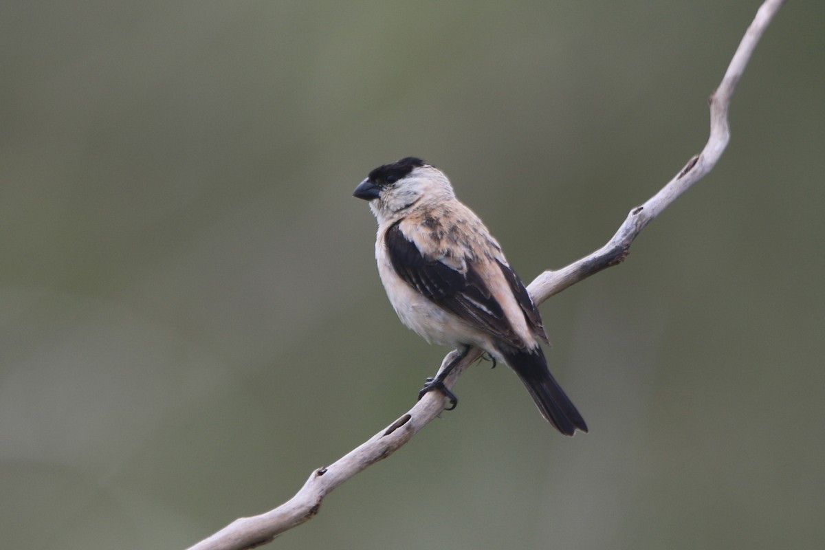 Pearly-bellied Seedeater - ML48198291