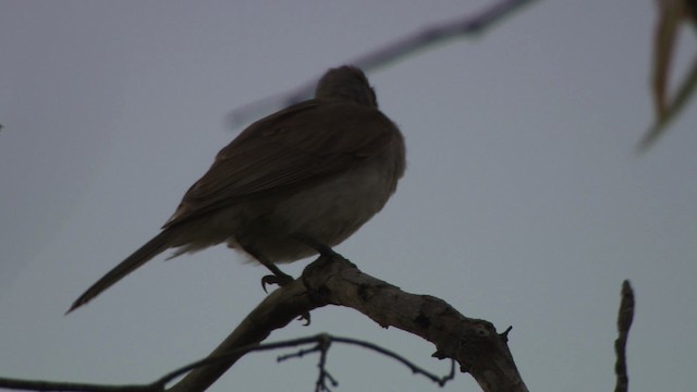 Little Friarbird - ML481983