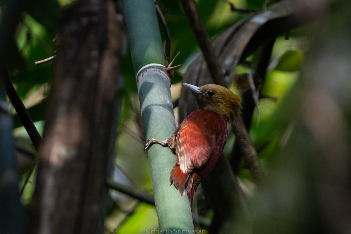 Pale-headed Woodpecker - Sidharth Srinivasan